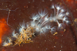 Phoronis hippocrepia