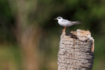 Forster's Tern perched, Viera Wetlands, Florida