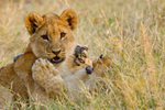 Cubs Playing