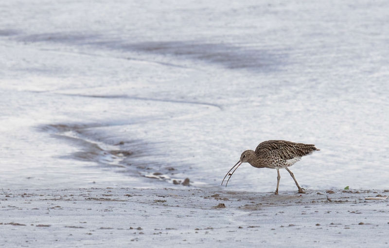 Eurasian Curlew - Dee Estuary - North Wales