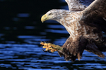 Sea Eagle, talons extended, close view - Flatanger, Norway