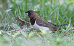 White-rumped Munia