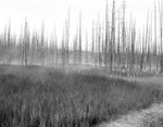 Yellowstone Wetlands