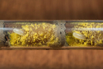 Osmia bicornis (brood cell)