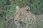 Watchful leopard - Timbavati, South Africa
