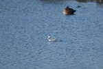 Grey Phalarope