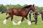 SIAL2867