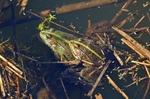 Marsh Frogs