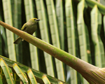 Palm Tanager portfolio