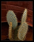 Cactus and Rust