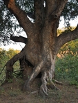 Sth African Trees Grow Into Amazing Shapes