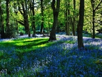 Washburn Woods