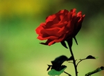Velvia Rose