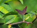 Purple Hairstreak
