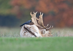 Fallow Deer - Dama dama