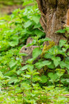 wild rabbit Oryctolagus cuniculus-3898
