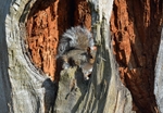 Grey Squirrel