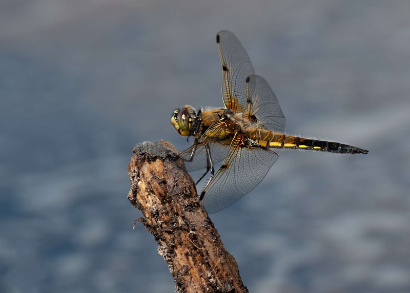 Four Spotted Chaser - Foulshaw Moss nature Reserve