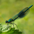 Banded Demoiselle