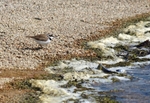 Little Ringed Plover