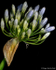 Agapanthus (06)