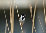Reed Bunting