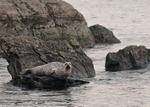 Common seal