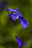 Flower - 8642