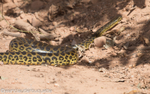 Anaconda