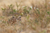 Wide-eyed Burrowing Owl, Cape Coral, Florida
