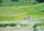 Canyon Wolf