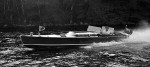 Whippet23-3389