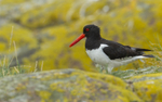 Sandpiper