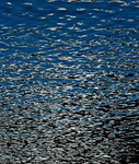 Glacier Bay