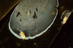 Membranipora membranacea