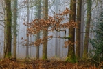 Ten Acre Woods No 3