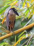 Boat-billed Heron on bamboo, Costa Rica