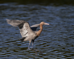 Birds  096
