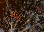 Nymphon gracile
