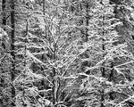 AB-Banff-Jasper-60