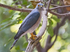 Shikra