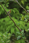 House Finch portfolio