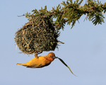 Cape Weaver portfolio