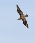 Great Skua diving, Jokulsarlon, Iceland