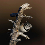 CRESTED TIT 6