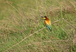 European Bee-eater