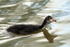 Baby Coot  _AGT062