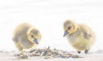 Canada Goose Goslings