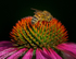 Pollen Poaching