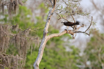 Osprey in tree with fish, Blue Cypress Lake, Florida